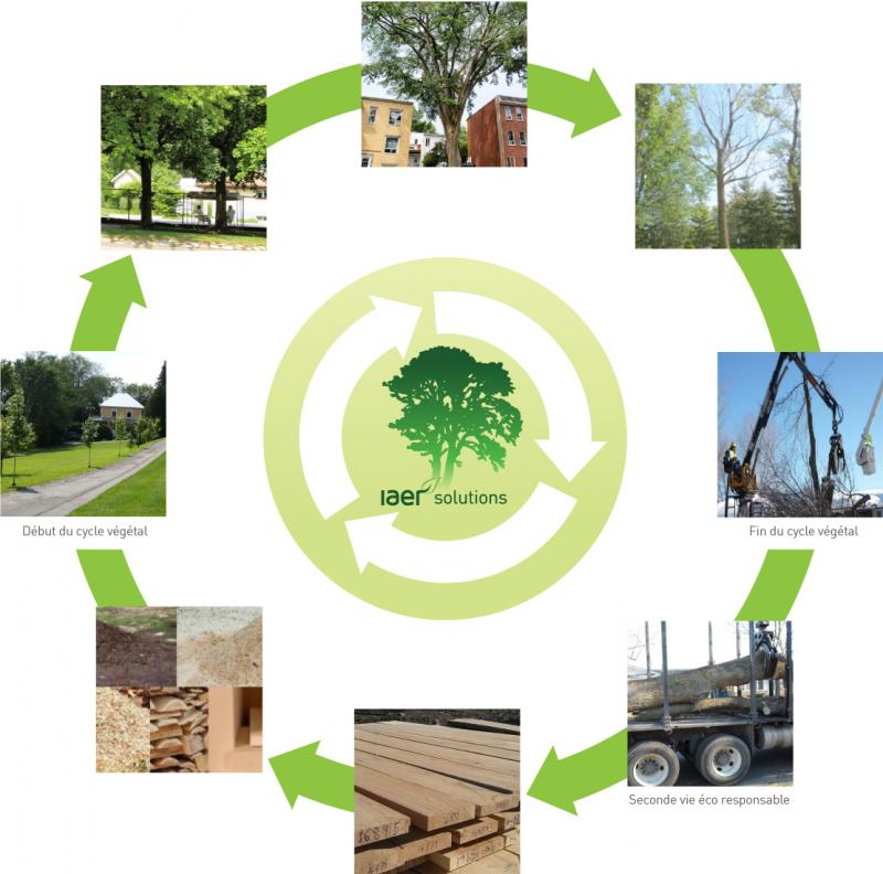 foresterie urbaine