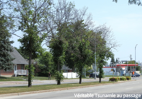 Emerald ash borer management and epidemics of urban trees