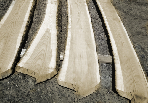 Solutions 4RV en foresterie urbaine