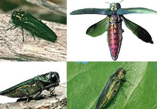 Planification préventive