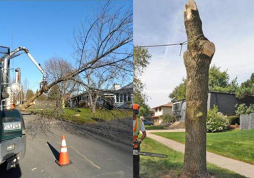 Abattage de valorisation